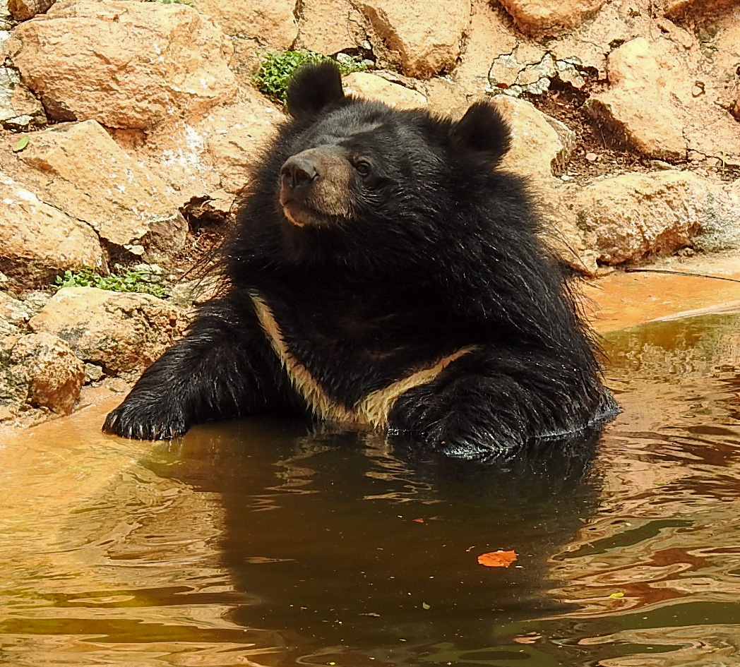 Asiatic Bear